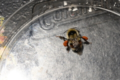 Bombus vancouverensis nearcticus image