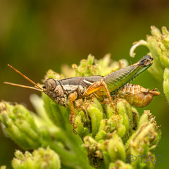 Phaedrotettix dumicola