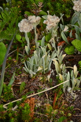 Antennaria