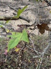 Kalopanax septemlobus