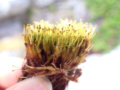 Aulacomnium androgynum