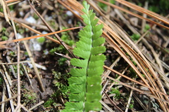 Asplenium monanthes