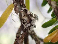 Erioderma sorediatum