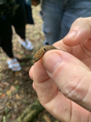 Sphaerodactylus grandisquamis