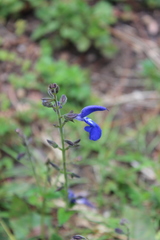 Salvia vitifolia