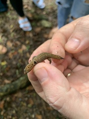 Sphaerodactylus grandisquamis