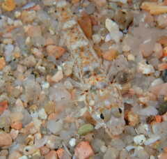 Pomatoschistus marmoratus