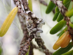 Erioderma sorediatum