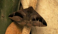 Bastilla maturescens