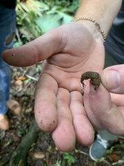 Sphaerodactylus grandisquamis