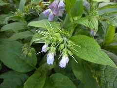 Symphytum