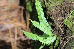 Asplenium monanthes