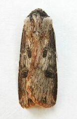 Agrotis malefida
