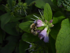 Symphytum