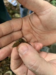 Sphaerodactylus grandisquamis