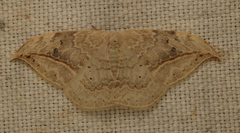 Drepana pallida