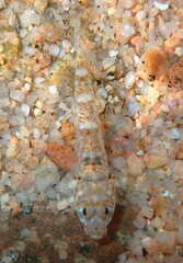 Pomatoschistus marmoratus