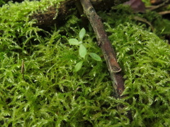 Linochilus rosmarinifolius