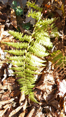 Dennstaedtia punctilobula