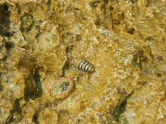 Lepidochitona caprearum