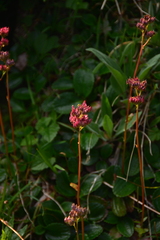 Leptarrhena pyrolifolia