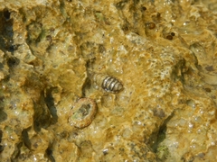 Lepidochitona caprearum