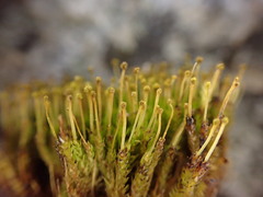 Aulacomnium androgynum