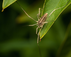 Odiellus troguloides
