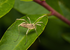 Odiellus troguloides