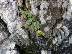 Potentilla villosa