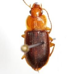 Amphasia interstitialis