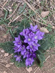 Mandragora autumnalis
