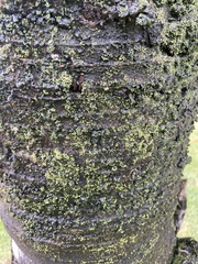 Chrysothrix candelaris