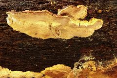 Neoantrodia serialiformis