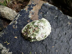 Haliotis kamtschatkana