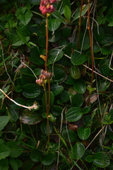 Leptarrhena pyrolifolia
