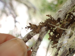 Tuckermanopsis chlorophylla