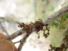 Tuckermanopsis chlorophylla