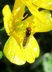 Melanostoma mellinum