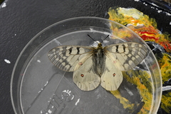 Parnassius clodius image