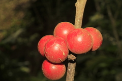 Solanum stramoniifolium