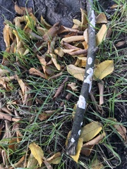 Byssomerulius corium