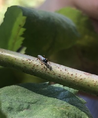 Leptomastix dactylopii