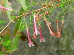 Erica curviflora