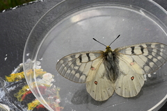 Parnassius clodius