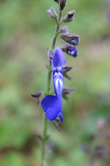Salvia vitifolia