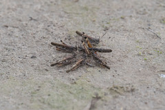 Acrotylus