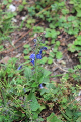 Salvia vitifolia