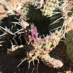 Opuntia tortispina