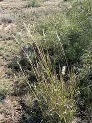 Digitaria californica
